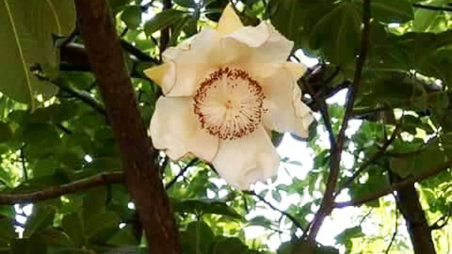 квітка паріджату