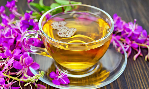 Иван-чай фото Иван-чай фото