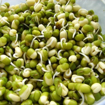 маш пророщенный маш пророщенный