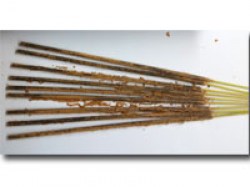 Special Jagannath пахощі